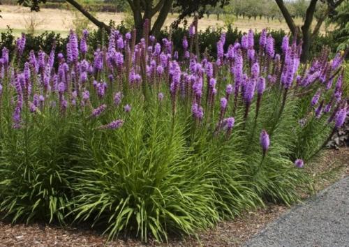 Лиатрис колосковый посадка и уход в открытом грунте. Сорта и виды 02