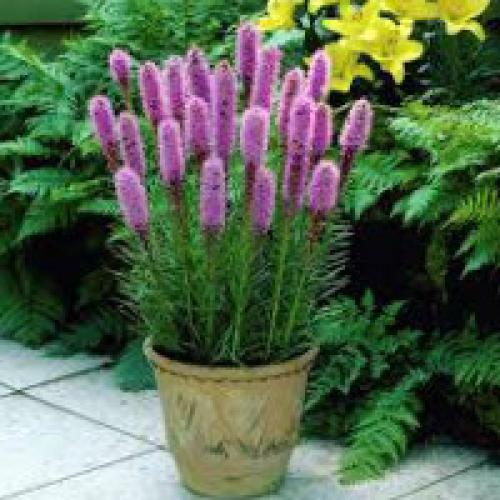 Лиатрис описание. Цветок лиатрис