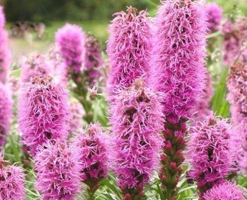 Лиатрис колосковый посадка и уход в открытом грунте. Сорта и виды 06