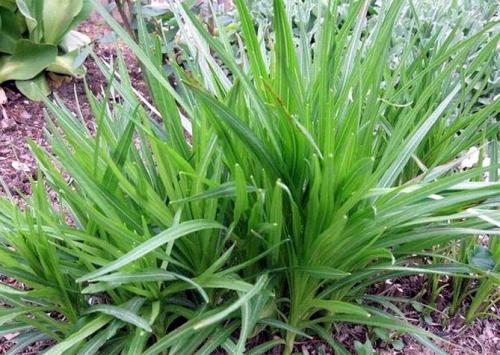 Лиатрис колосковый посадка и уход в открытом грунте. Сорта и виды 29