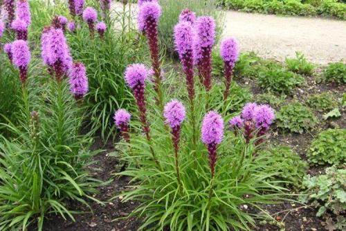 Лиатрис в ландшафтном дизайне. Лиатрис (60 фото): виды, посадка и уход в открытом грунте