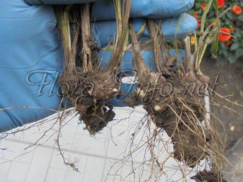 Как посадить лиатрис осенью. Семенной способ 10 Как посадить лиатрис осенью. Семенной способ 10