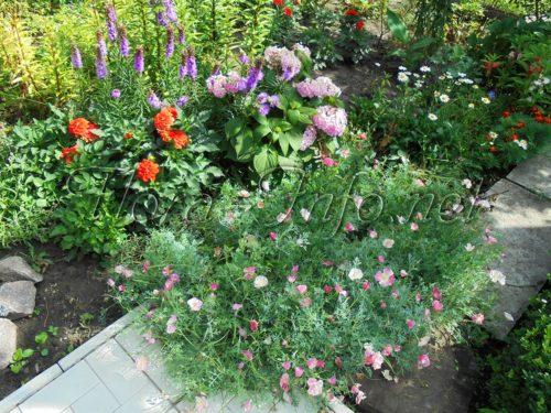 Как посадить лиатрис осенью. Семенной способ 09 Как посадить лиатрис осенью. Семенной способ 09