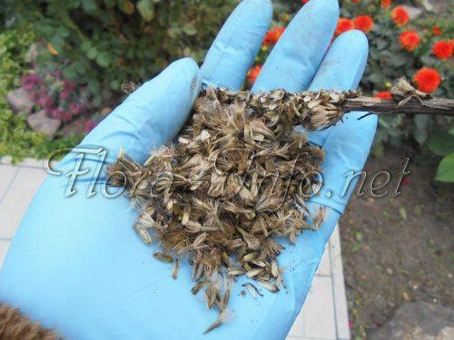 Как посадить лиатрис осенью. Семенной способ 13 Как посадить лиатрис осенью. Семенной способ 13