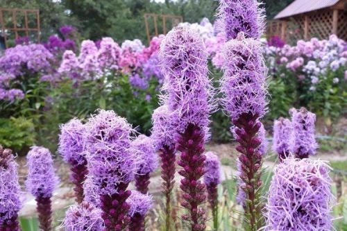 Лиатрис в ландшафтном дизайне. Лиатрис (60 фото): виды, посадка и уход в открытом грунте
