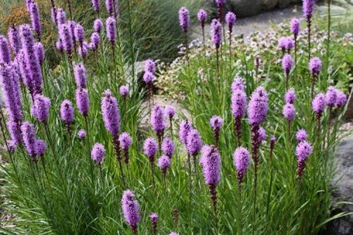 Лиатрис в ландшафтном дизайне. Лиатрис (60 фото): виды, посадка и уход в открытом грунте