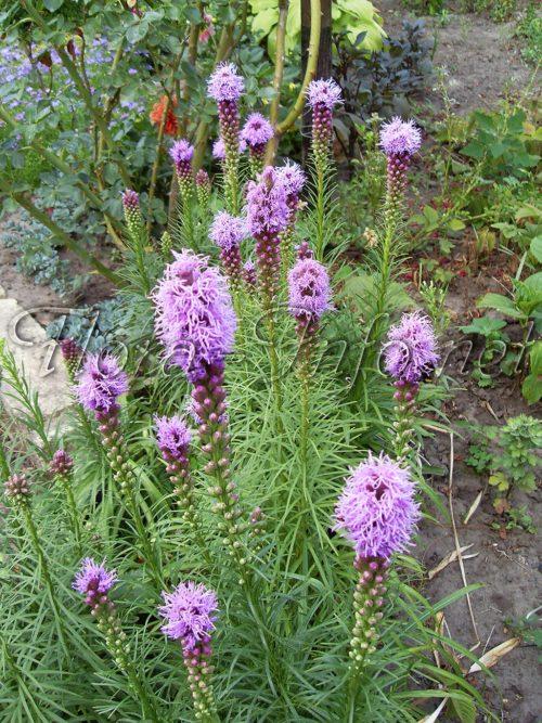 Как посадить лиатрис осенью. Семенной способ 07 Как посадить лиатрис осенью. Семенной способ 07