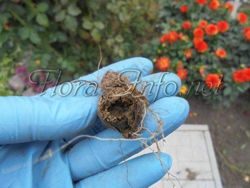 Как посадить лиатрис осенью. Семенной способ 11 Как посадить лиатрис осенью. Семенной способ 11