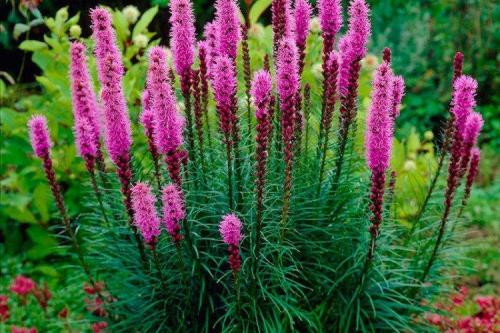 Лиатрис в ландшафтном дизайне. Лиатрис (60 фото): виды, посадка и уход в открытом грунте