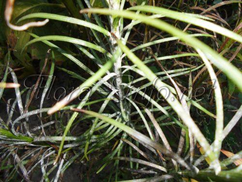 Как посадить лиатрис осенью. Семенной способ 12 Как посадить лиатрис осенью. Семенной способ 12