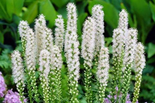 Лиатрис в ландшафтном дизайне. Лиатрис (60 фото): виды, посадка и уход в открытом грунте