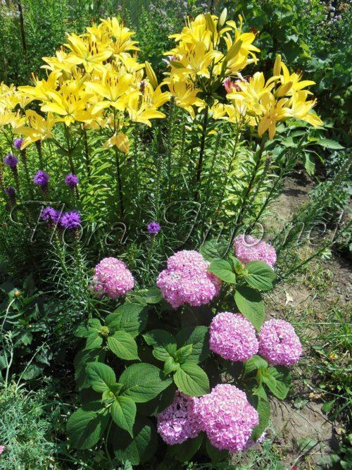 Как посадить лиатрис осенью. Семенной способ 08 Как посадить лиатрис осенью. Семенной способ 08