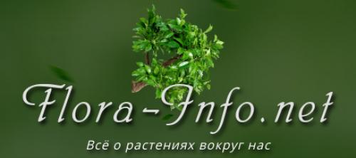 Лиатрис выращивание из клубней. Лиатрис - особенности посадки и ухода