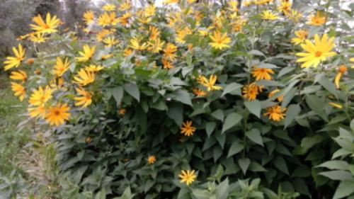 Как выкапывать топинамбур для еды. Когда собирают в разных регионах России? 03