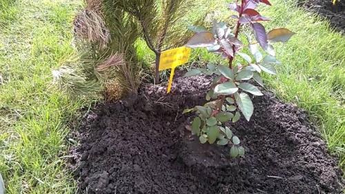 Конский навоз для роз. Применение навоза для роз