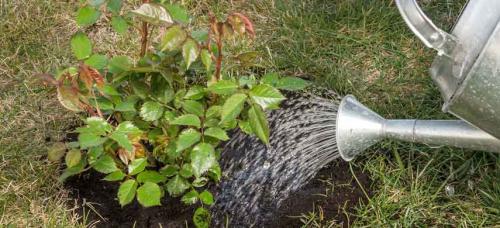 График подкормки роз. Оптимальные сроки внесения удобрений под розы