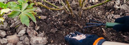 Когда подкармливать розы навозом. Удобрение роз навозом 03