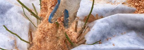 Когда подкармливать розы навозом. Удобрение роз навозом 06