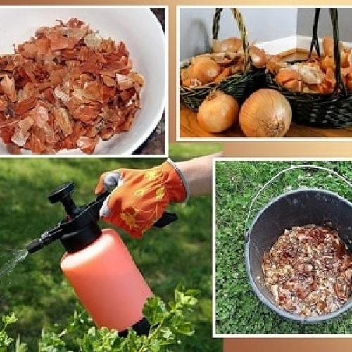 Конский навоз для роз осенью. Органические удобрения