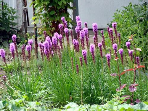 Лиатрис выращивание в сибири. Лиатрис – выращивание из семян, клубней, посадка и уход в открытом грунте