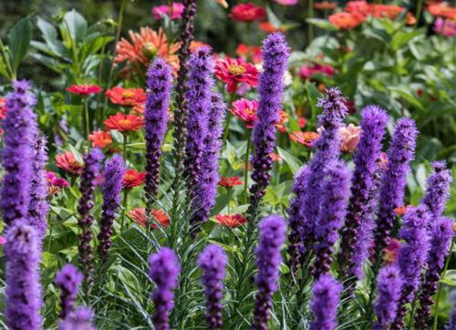 Лиатрис выращивание в сибири. Лиатрис – выращивание из семян, клубней, посадка и уход в открытом грунте