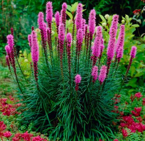 Лиатрис выращивание в сибири. Лиатрис – выращивание из семян, клубней, посадка и уход в открытом грунте