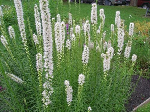 Лиатрис выращивание в сибири. Лиатрис – выращивание из семян, клубней, посадка и уход в открытом грунте