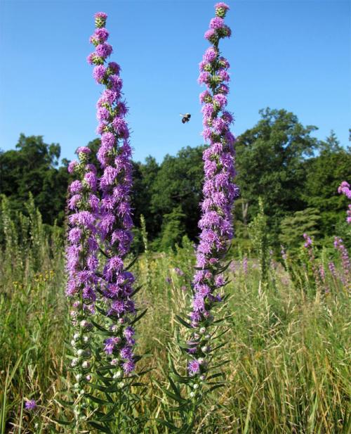 Лиатрис выращивание в сибири. Лиатрис – выращивание из семян, клубней, посадка и уход в открытом грунте