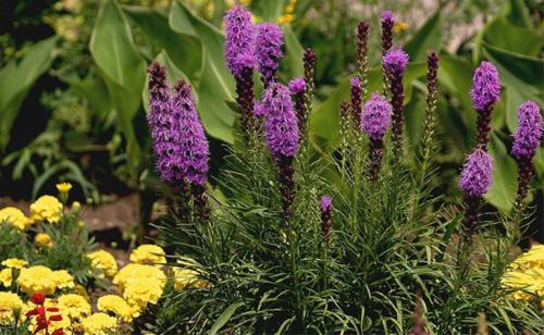 Лиатрис выращивание в сибири. Лиатрис – выращивание из семян, клубней, посадка и уход в открытом грунте