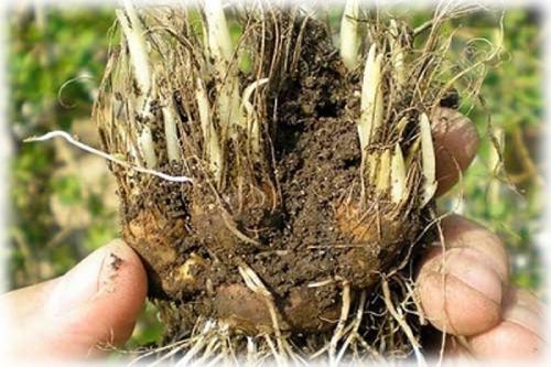 Уход за лиатрисом осенью. Посадка лиатриса в открытый грунт луковицами 03 Уход за лиатрисом осенью. Посадка лиатриса в открытый грунт луковицами 03