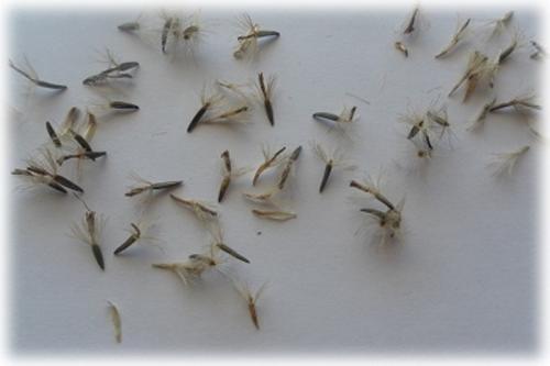 Лиатрис из семян в домашних условиях. Способы посадки 01