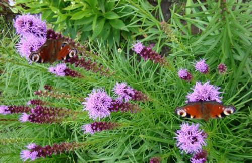 Лиатрис выращивание в сибири. Лиатрис – выращивание из семян, клубней, посадка и уход в открытом грунте