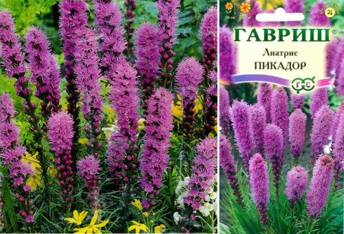 Лиатрис уход на зиму. Лиатрис: описание, виды и сорта, посадка, уход