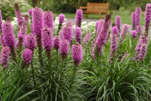 Лиатрис выращивание в горшке. Лиатрис (60 фото): виды, посадка и уход в открытом грунте