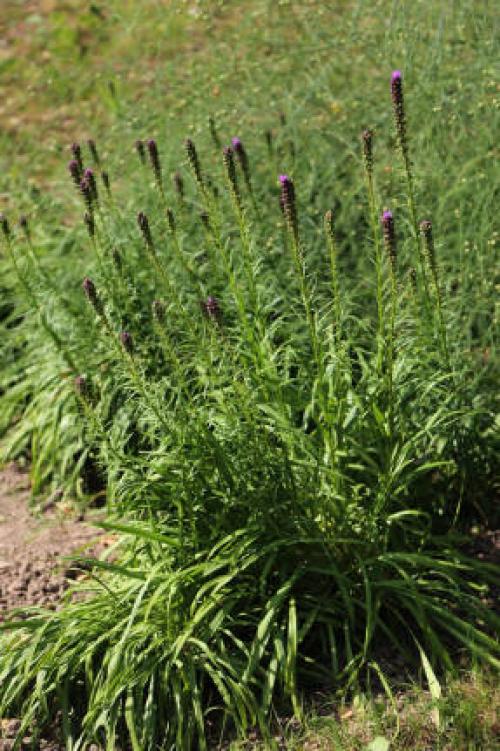 Лиатрис посадка и уход в открытом грунте. Место посадки и почва 15