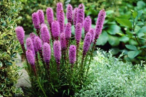 Лиатрис выращивание в горшке. Лиатрис (60 фото): виды, посадка и уход в открытом грунте