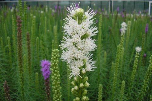 Лиатрис выращивание в горшке. Лиатрис (60 фото): виды, посадка и уход в открытом грунте