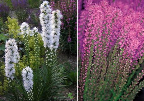 Лиатрис посадка и уход в открытом грунте. Место посадки и почва 08