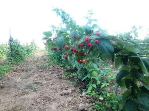 Сорта малины для ростовской области. Какие сорта называют ремонтантными