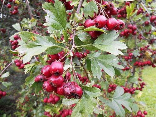 Пересадка взрослого куста боярышника. Боярышник 10