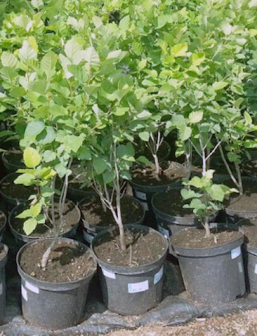 Чем удобрять боярышник. Посадка в открытый грунт