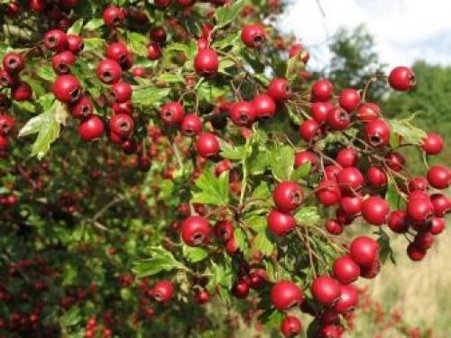 Пересадка взрослого куста боярышника. Боярышник 05