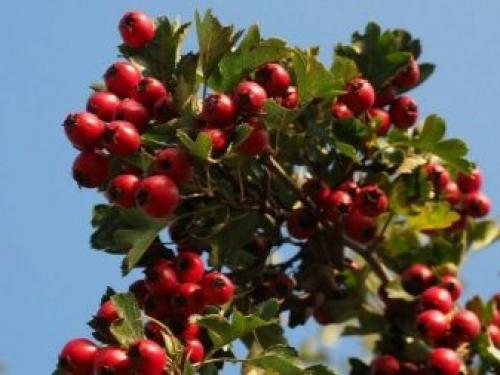 Пересадка взрослого куста боярышника. Боярышник 06