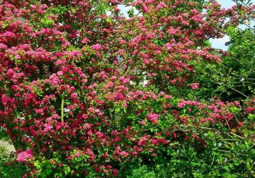 Боярышник с красными цветами. Популярные сорта декоративных боярышников