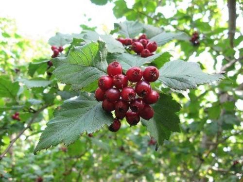 Пересадка взрослого куста боярышника. Боярышник 11