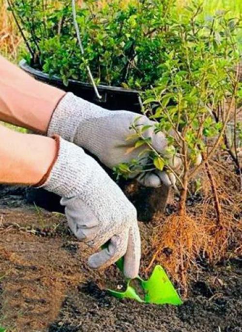 Чем удобрять боярышник. Посадка в открытый грунт