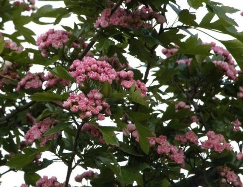 Боярышник с красными цветами. Популярные сорта декоративных боярышников