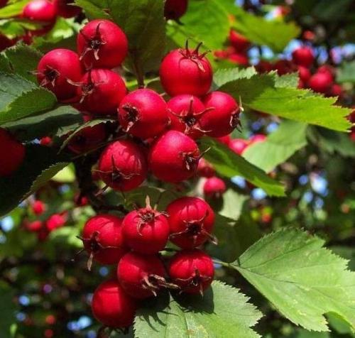 Виды боярышника. Боярышник