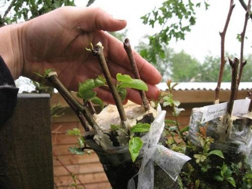 Когда лучше сажать боярышник весной или осенью. Боярышник садовый крупноплодный — описание растения 03