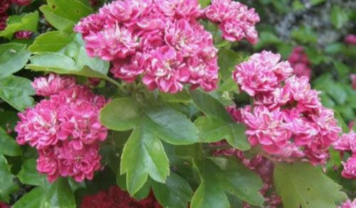 Боярышник с красными цветами. Популярные сорта декоративных боярышников